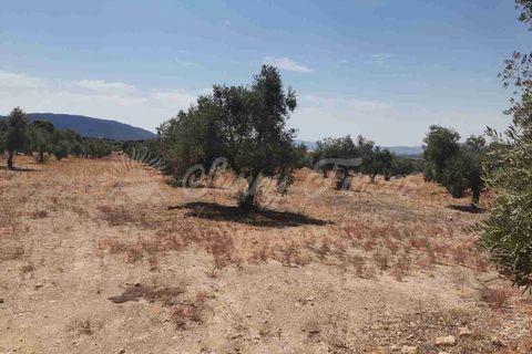 Helårsgrund i Biar, Alicante, Biar - € 27.500 | Ref: SF0511 - foto 6